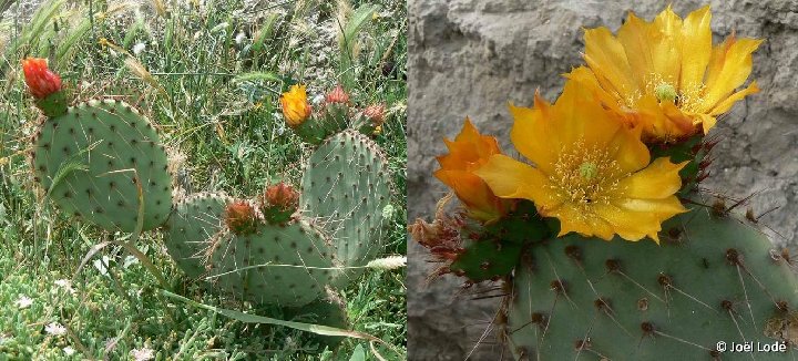 Opuntia stenopetala (arrastradillo) ©JLcoll.3548 exML